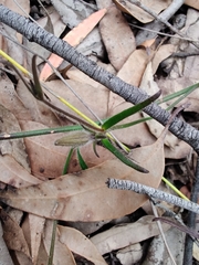Scaevola ramosissima