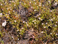 Stylidium despectum