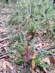 Stylidium graminifolium