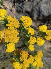 Hymenolepis crithmifolia