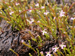 Stylidium despectum