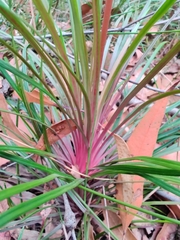 Stylidium graminifolium