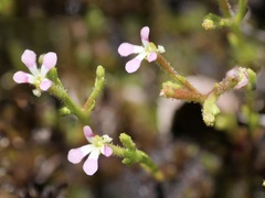 Stylidium despectum
