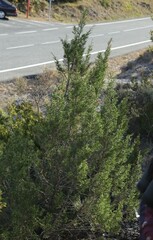 Juniperus phoenicea