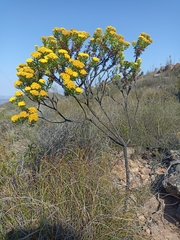 Hymenolepis crithmifolia