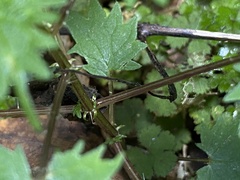 Urtica sykesii