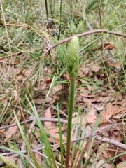Stylidium graminifolium
