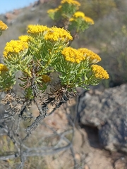 Hymenolepis crithmifolia