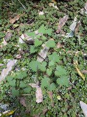 Urtica sykesii