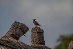 Lamprotornis superbus