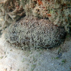 Actinopyga echinites