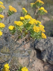 Hymenolepis crithmifolia