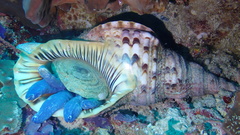 Charonia tritonis