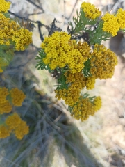 Hymenolepis crithmifolia