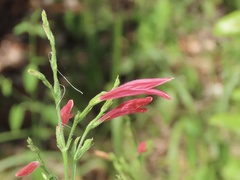 Dicliptera sexangularis