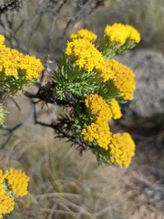 Hymenolepis crithmifolia