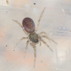 Amaurobiidae