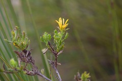 Cullumia setosa