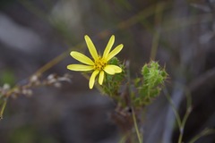 Cullumia setosa
