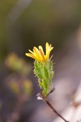 Cullumia setosa
