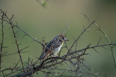 Trachyphonus darnaudii