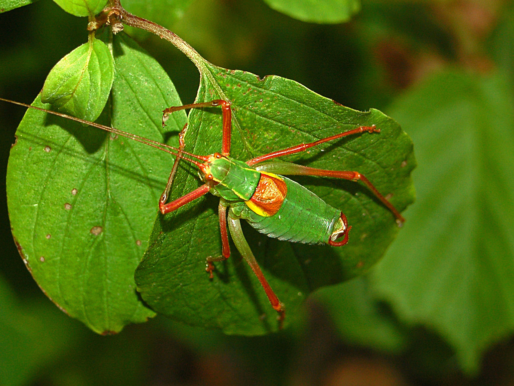 Alpine Saw Bush-cricket