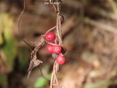 Schisandra chinensis