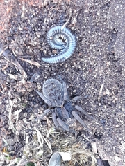 Mituliodon tarantulinus