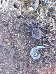 Mituliodon tarantulinus