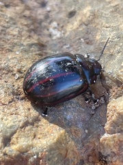 Paropsisterna semivittata