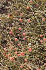 Ephedra fragilis