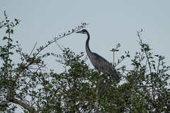 Ardea melanocephala