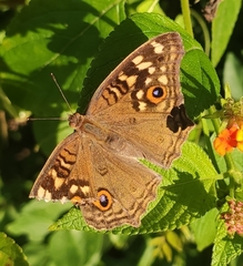 Junonia lemonias
