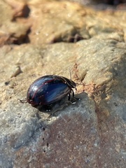 Paropsisterna semivittata