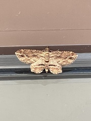 Chloroclystis filata