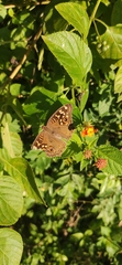 Junonia lemonias