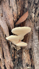 Laetiporus gilbertsonii