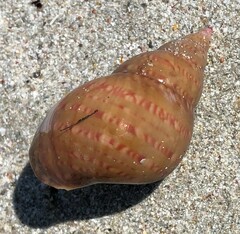 Phasianella australis