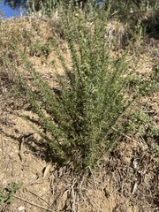 Artemisia campestris variabilis