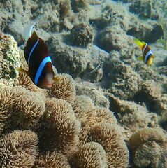 Amphiprion akindynos