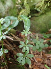 Galium echinocarpum