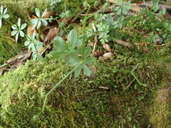 Galium echinocarpum
