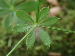 Galium echinocarpum