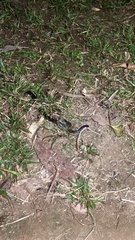 Cryptophis nigrescens