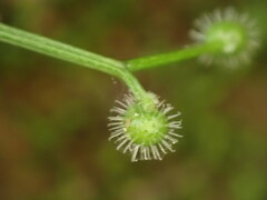 Galium echinocarpum
