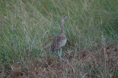 Lissotis melanogaster