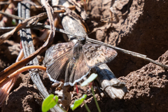 Erynnis tristis