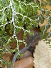 Hymenophyllum