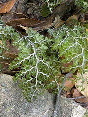 Hymenophyllum