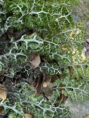 Hymenophyllum